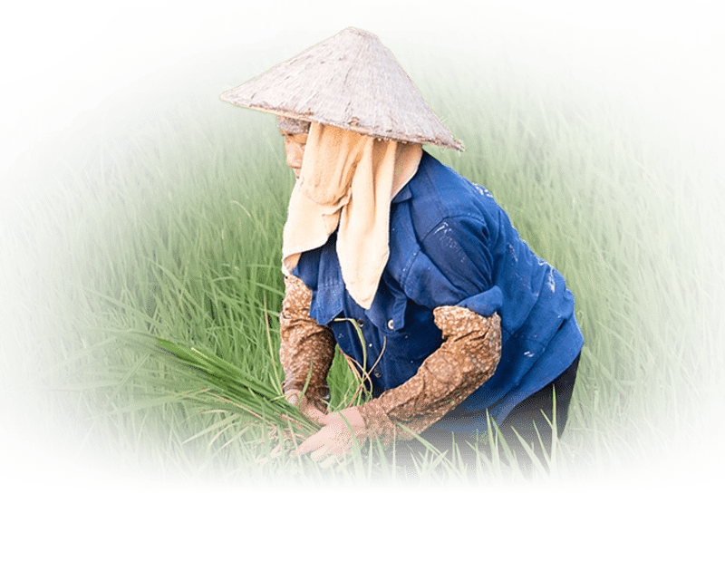 Income Programme - Agricultural Cooperatives