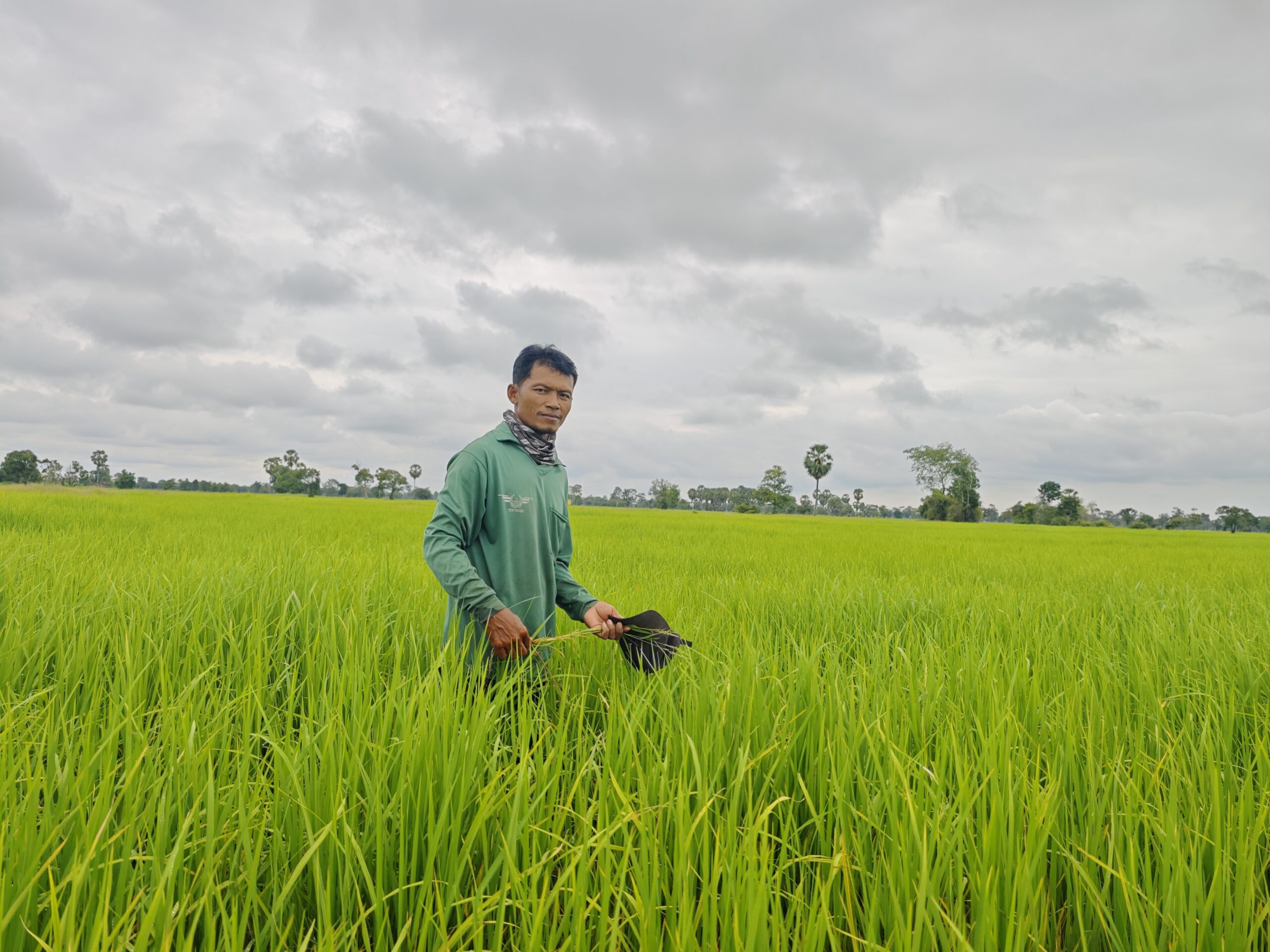 Harvesting Success with TGF’s Rice Pilot Project